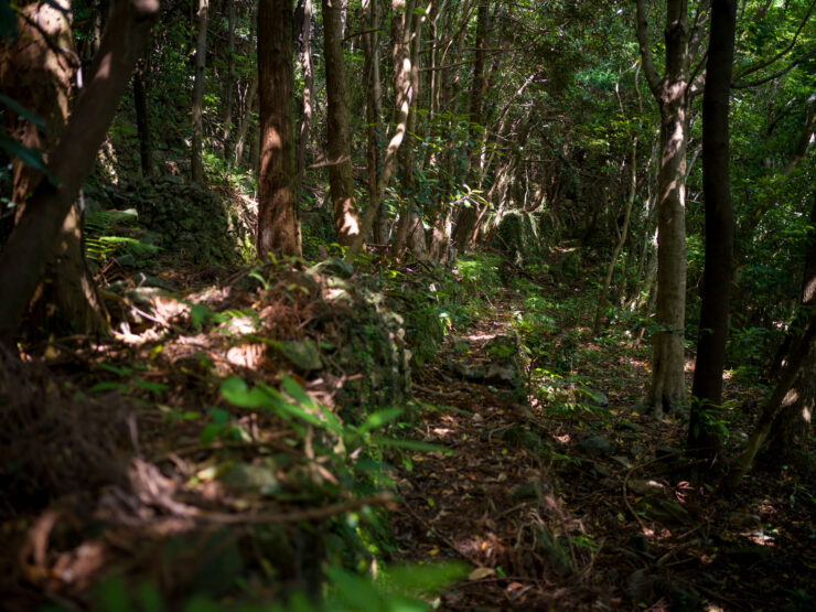 Lush Okinawan forest trail, Ishigaki island