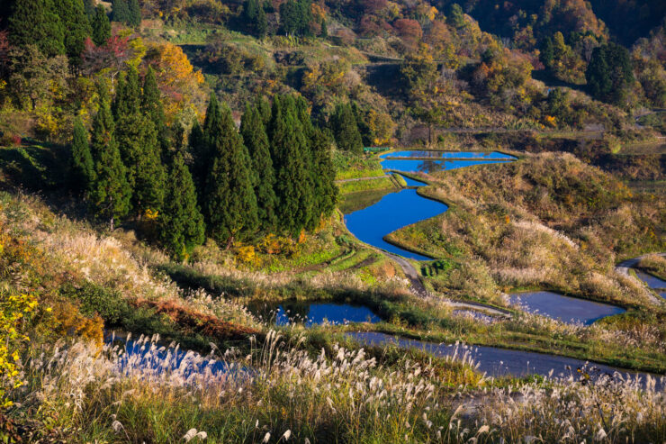 Vibrant Japanese rice terraces, autumn colors