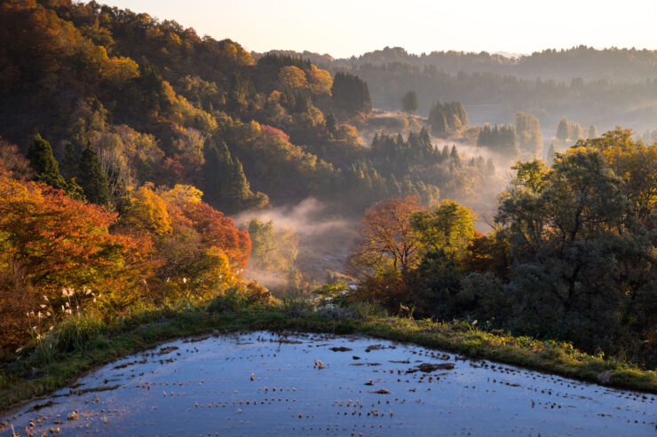 Vibrant autumn terraced rice fields, misty landscape.