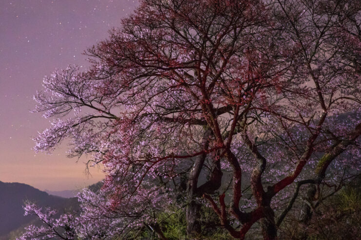 Blooming cherry tree at night, starry landscape.