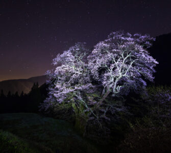 Moonlit cherry blossom tree in tranquil landscape
