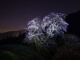 Moonlit cherry blossom tree in tranquil landscape