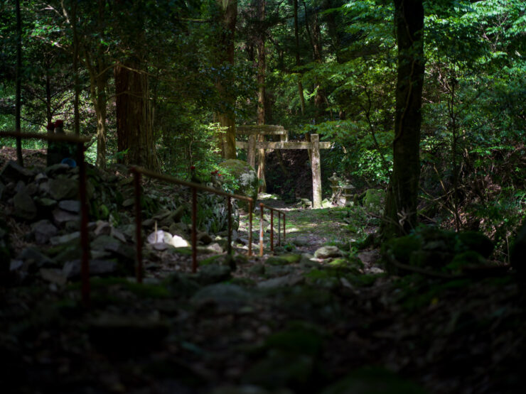 Serene forest trail to ancient wooden bridge