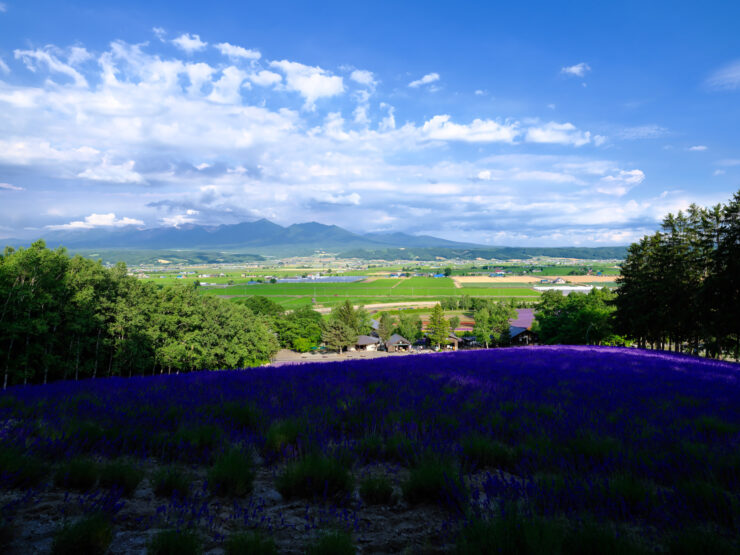 Vibrant lavender field valley landscape.