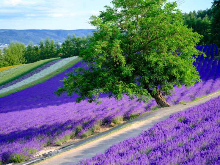 Lavender Field Path, Rural Japanese Countryside Scenery