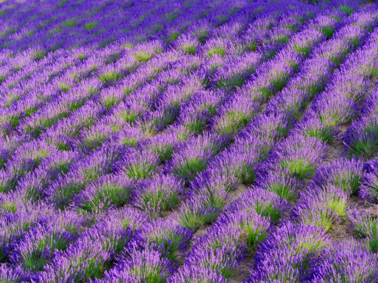 Lavender Field Tomita Farm Scenic Landscape