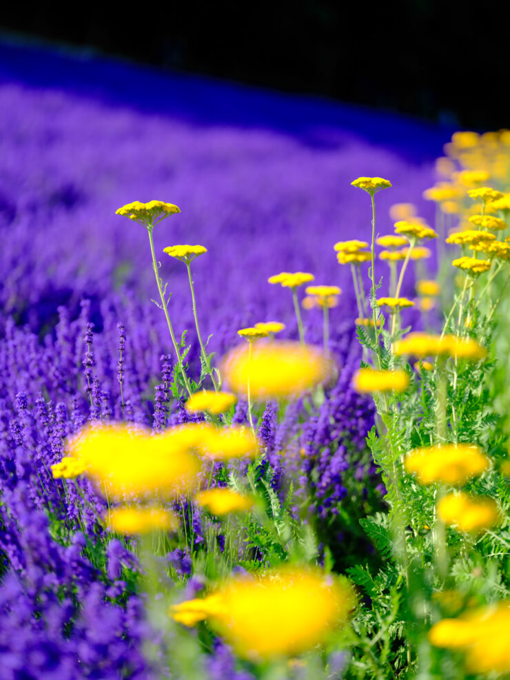 Vibrant lavender fields adorned with yellow blooms.