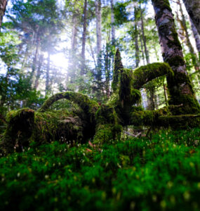 Lush emerald forest sculpture path