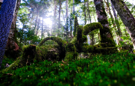 Lush emerald forest sculpture path