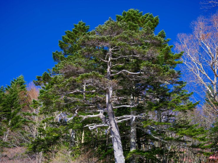 Towering pine tree scenic forest landscape