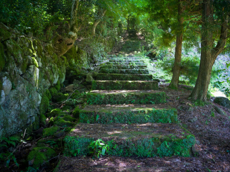 Moss-Covered Stone Path in Lush Forest