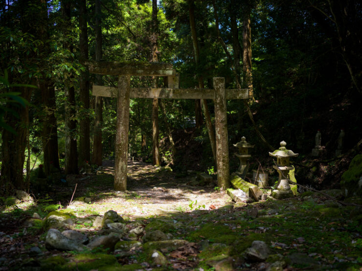 Serene Japanese forest torii gate entrance