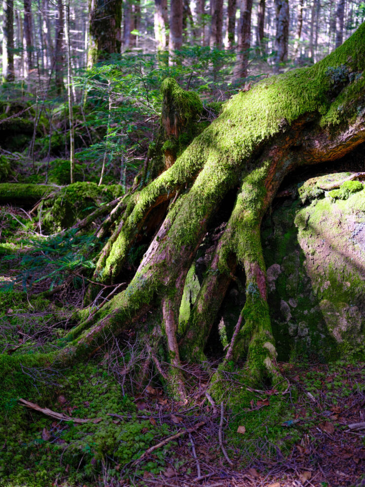 Mystical Mossy Forest Root Sculpture Masterpiece