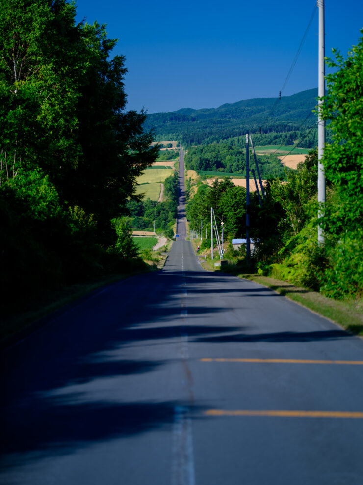 Scenic tree-lined rural road through lush landscape.