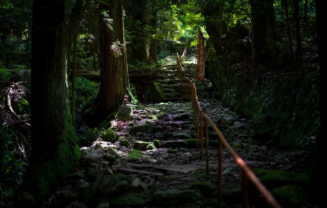 Mossy forest trail at Jinjoji Temple, Japan