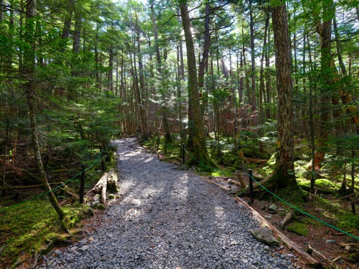 Tranquil evergreen forest trail, nature sanctuary.