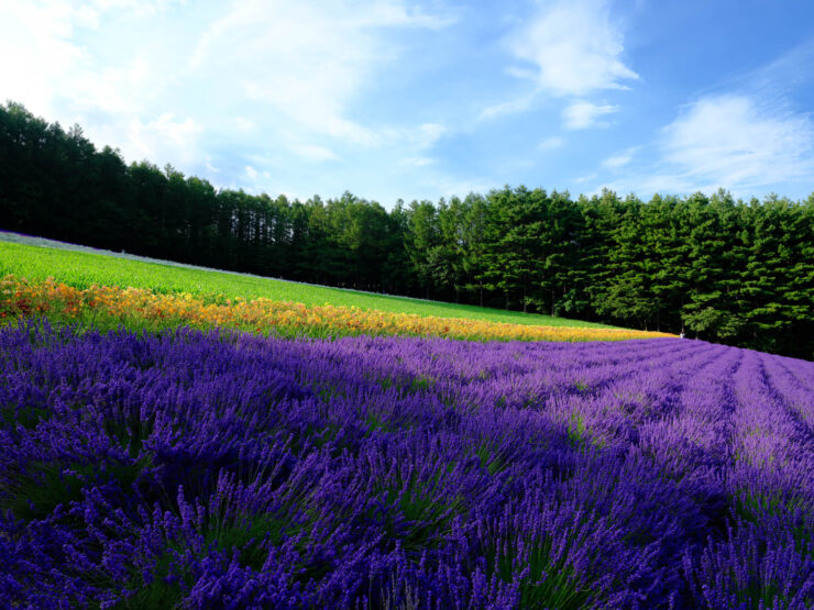 Lavender fields, wildflowers, lush landscape scenery