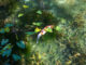 Vibrant koi fish swims serenely in lush underwater paradise.