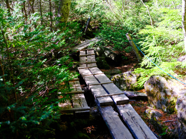Peaceful mossy forest footbridge over stream