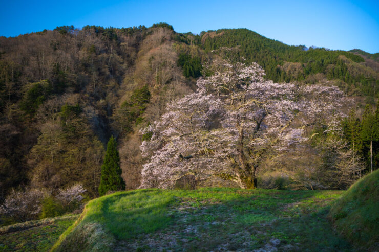 Springtime Meadows Blossoming Cherry Enchantment