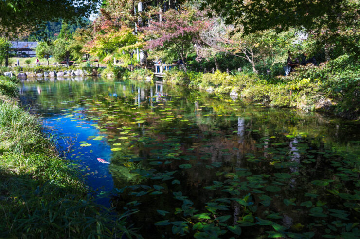 Tranquil lily pond garden reflections, Monet-inspired oasis.