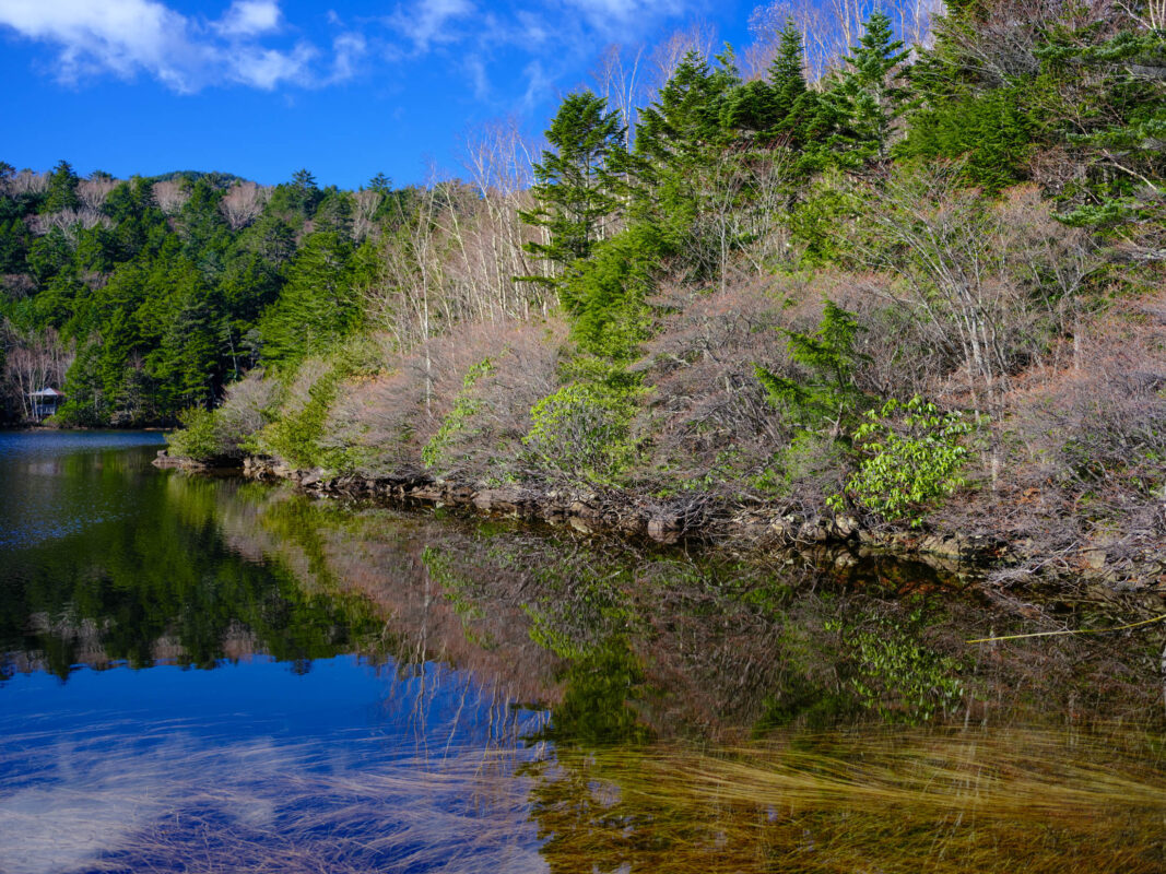 Lakeside tranquility: Mirrored forest reflections, serene scenery.