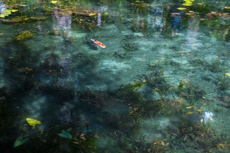 Tranquil emerald pond, vibrant underwater life