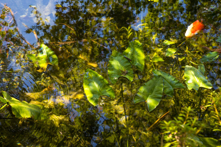 Serene Monet-style pond mirroring vibrant greenery.
