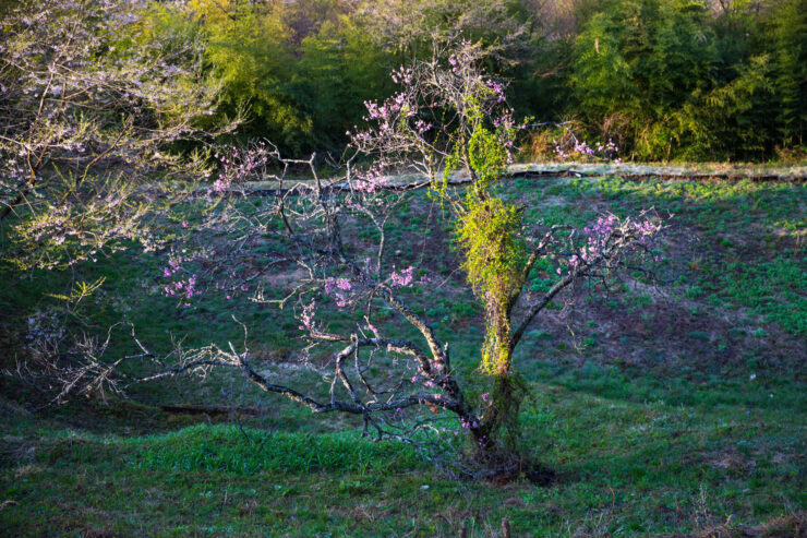 Twisted cherry blossom tree sunlit mossy woodland glade
