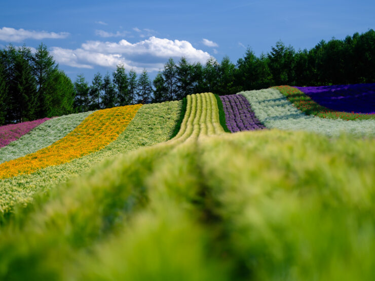 Stunning Colorful Flower Rows, Tomita Farm Japan