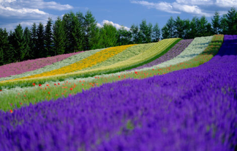 Vibrant lavender sunflower panorama Tomita Farm.