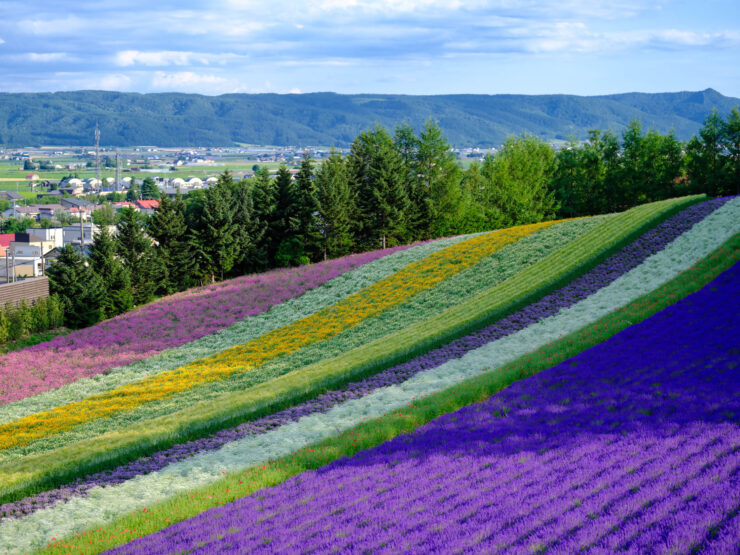Vibrant lavender fields, wildflowers, rolling meadows.