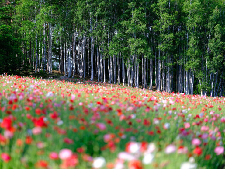 Vibrant wildflower meadow, serene birch forest landscape.