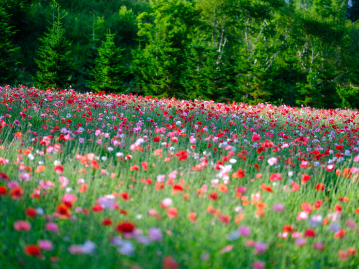 Colorful wildflower meadow against evergreen forest backdrop.