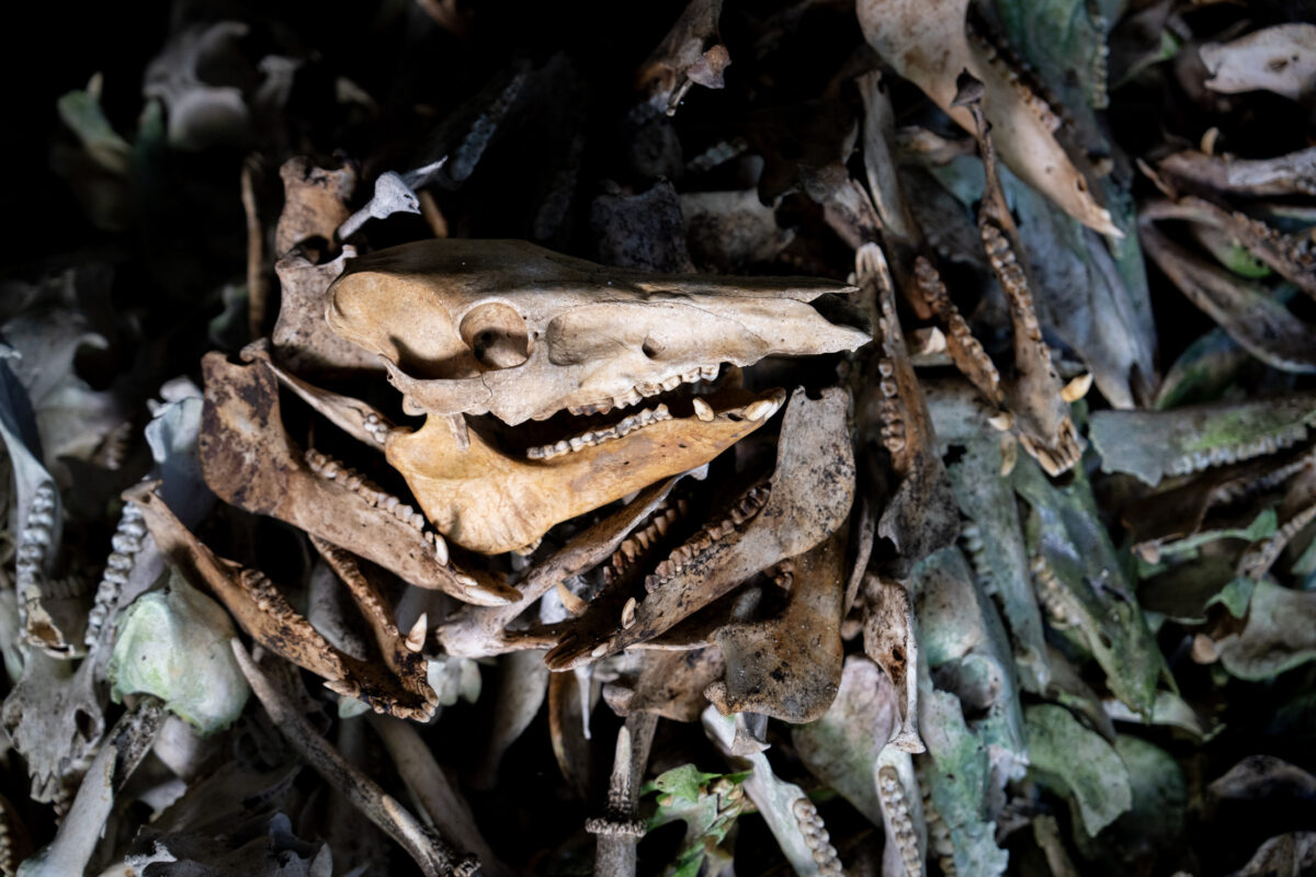 Animal skull with sharp teeth in bone pile, Shishi Gongen guardian spirit imagery