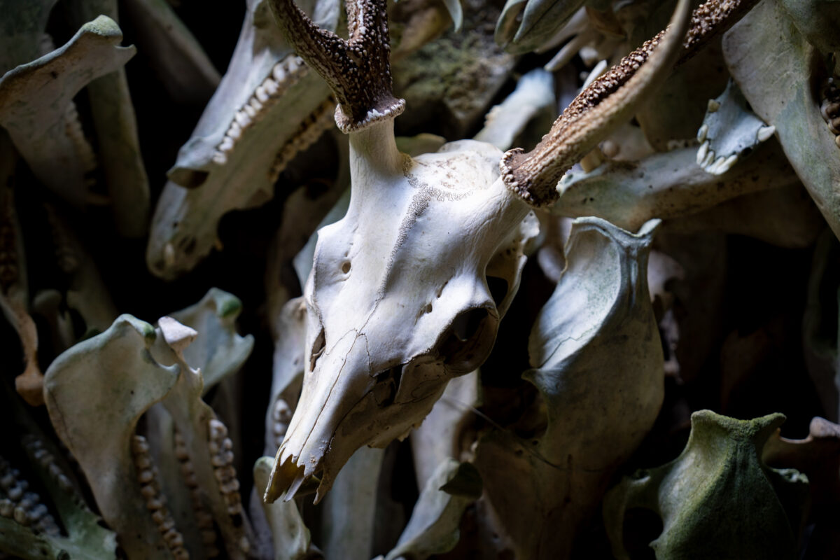 Deer skull with antlers centered in bone shrine still life, dramatic lighting