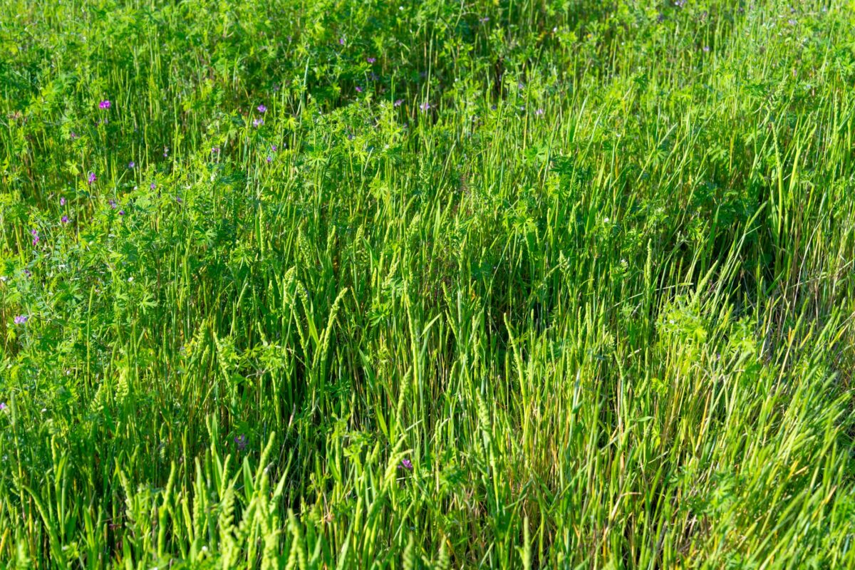 Close-up of lush green meadow grass with small purple wildflowers in Yabakei, Japan.
