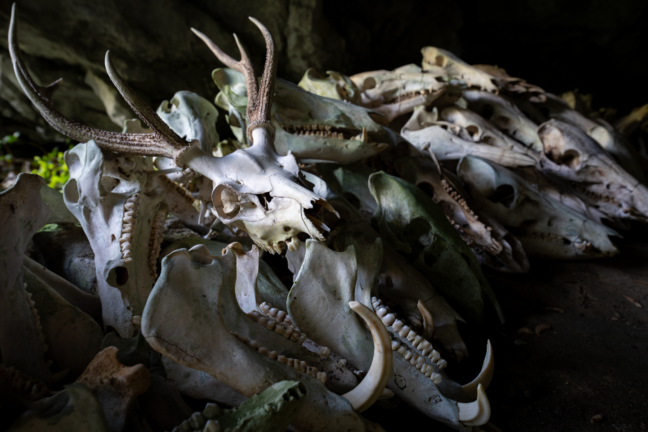 Pile of deer skulls with antlers in dark shrine, moody ritual bone photography