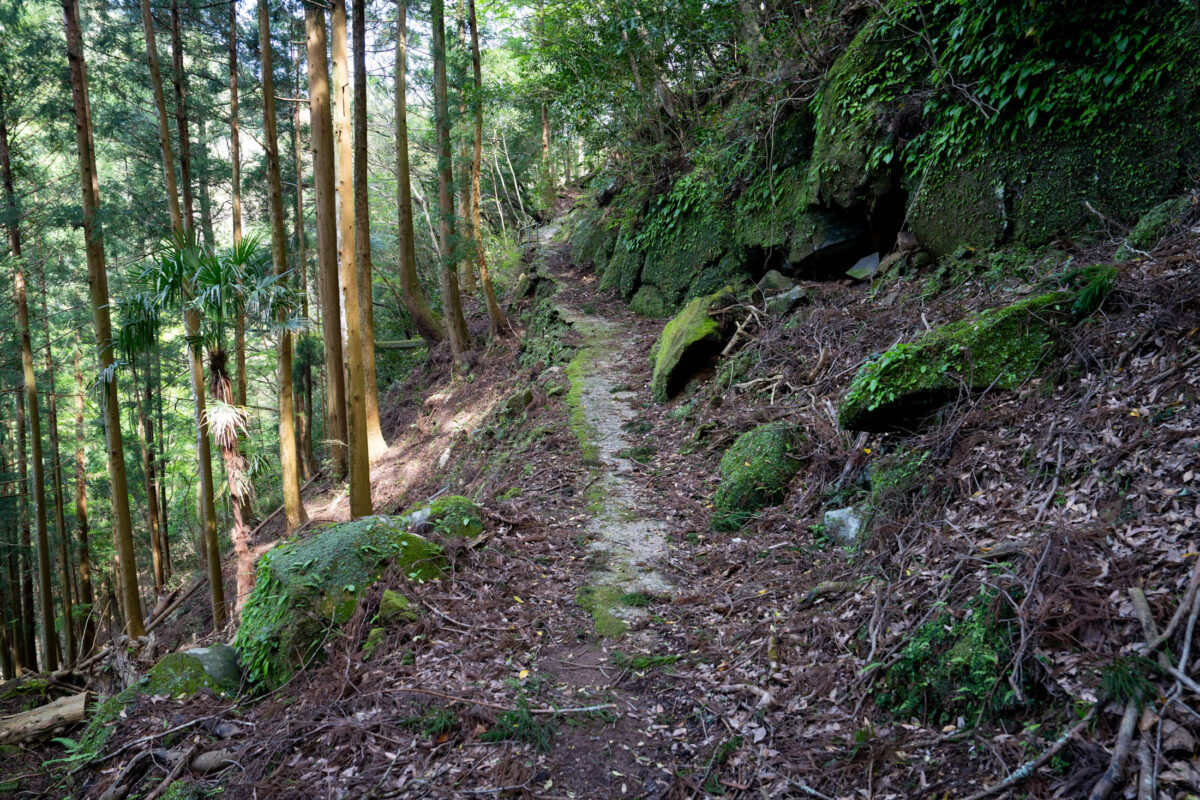 Mossy mountain trail through Japanese forest with rocky slope and tall evergreens