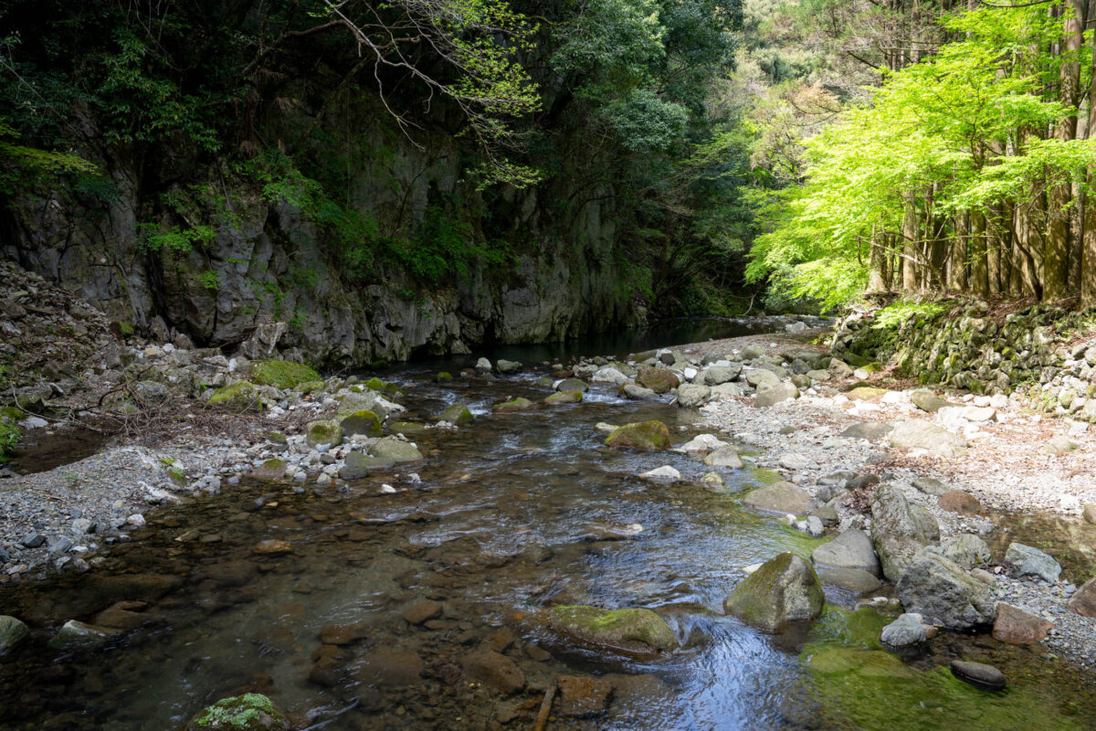 Clear mountain stream in sunlit forest gorge with mossy rocks and spring foliage