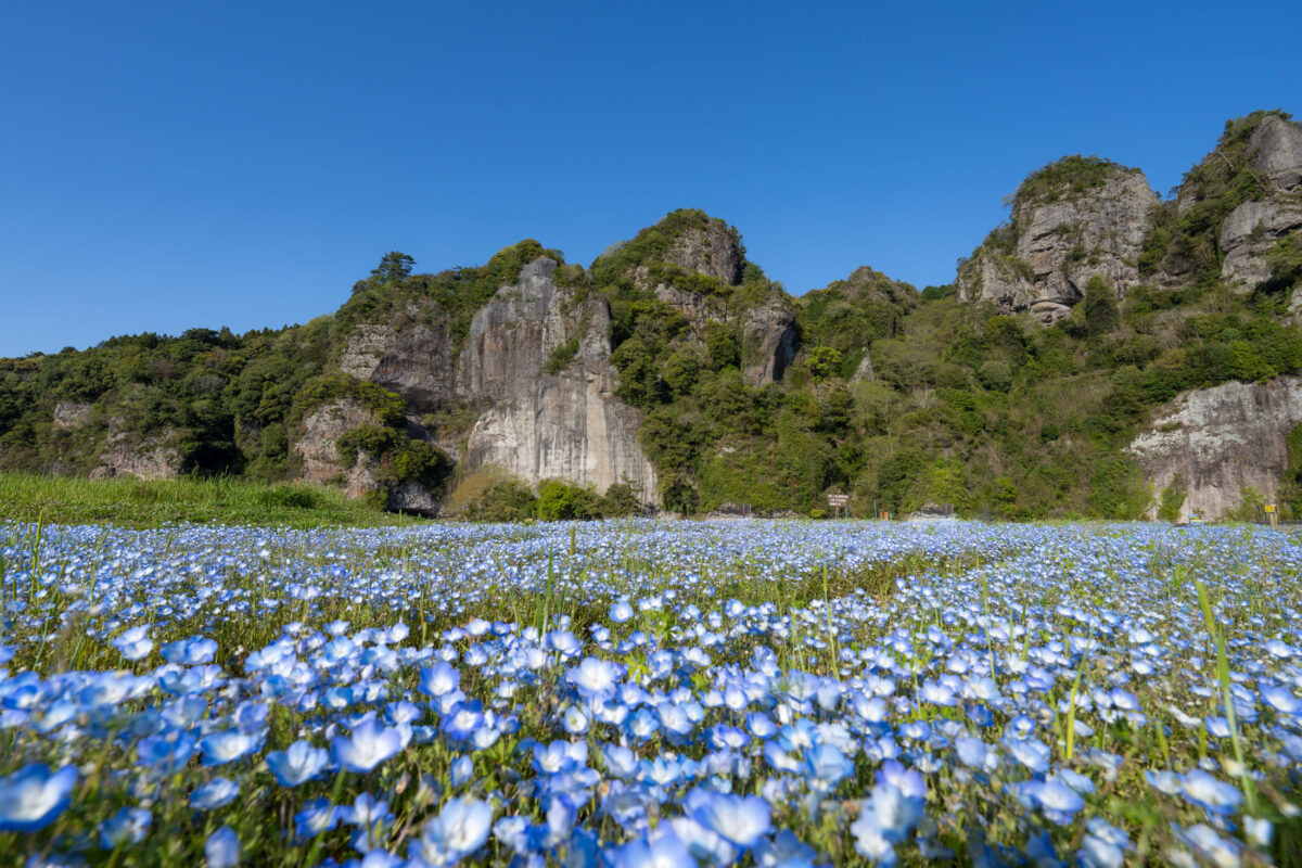 Blue wildflower meadow in Yabakei, Japan, with rugged cliffs under clear sky.