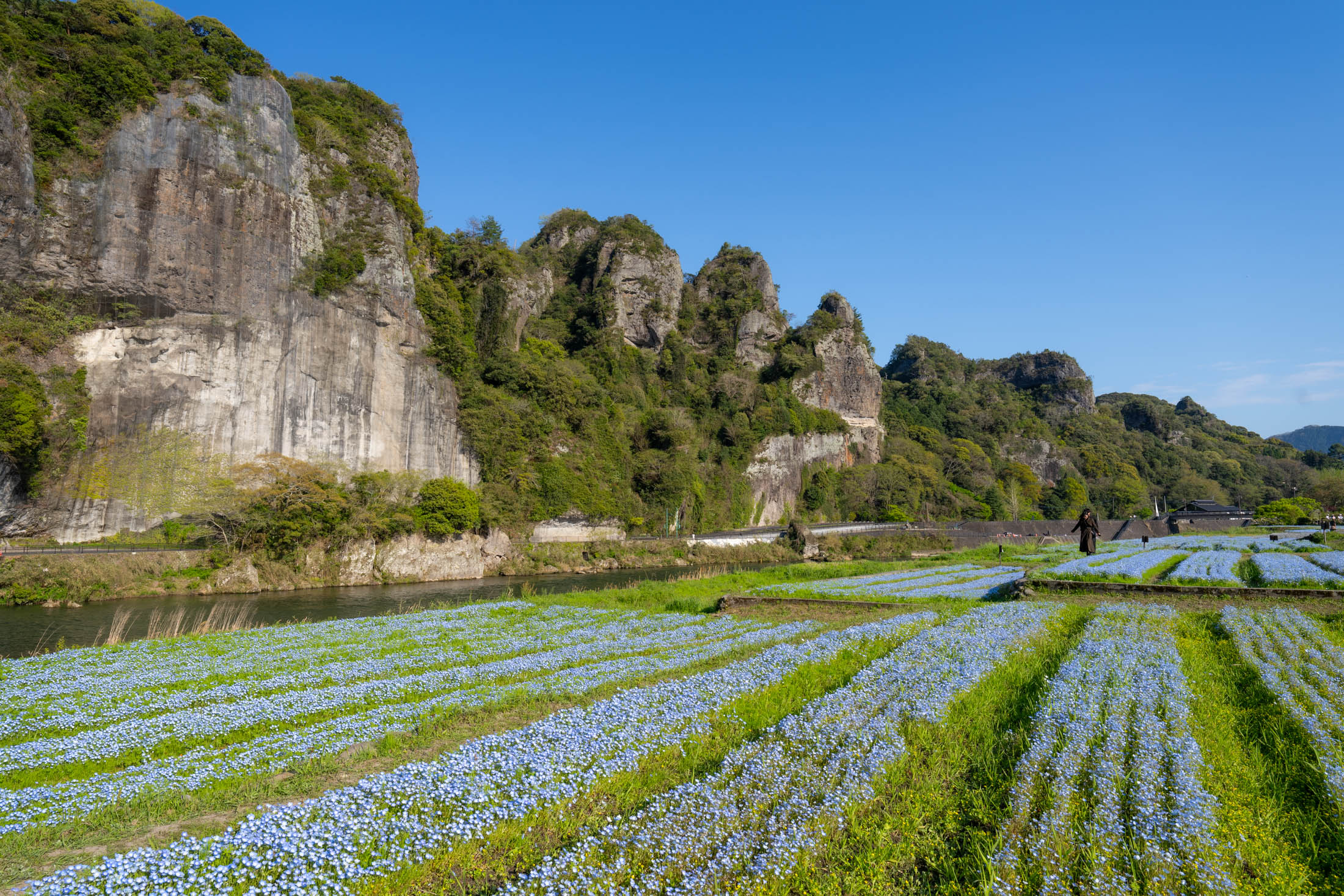 Yabakei Japan flower fields with blue blooms, river path, and towering cliffs under clear sky