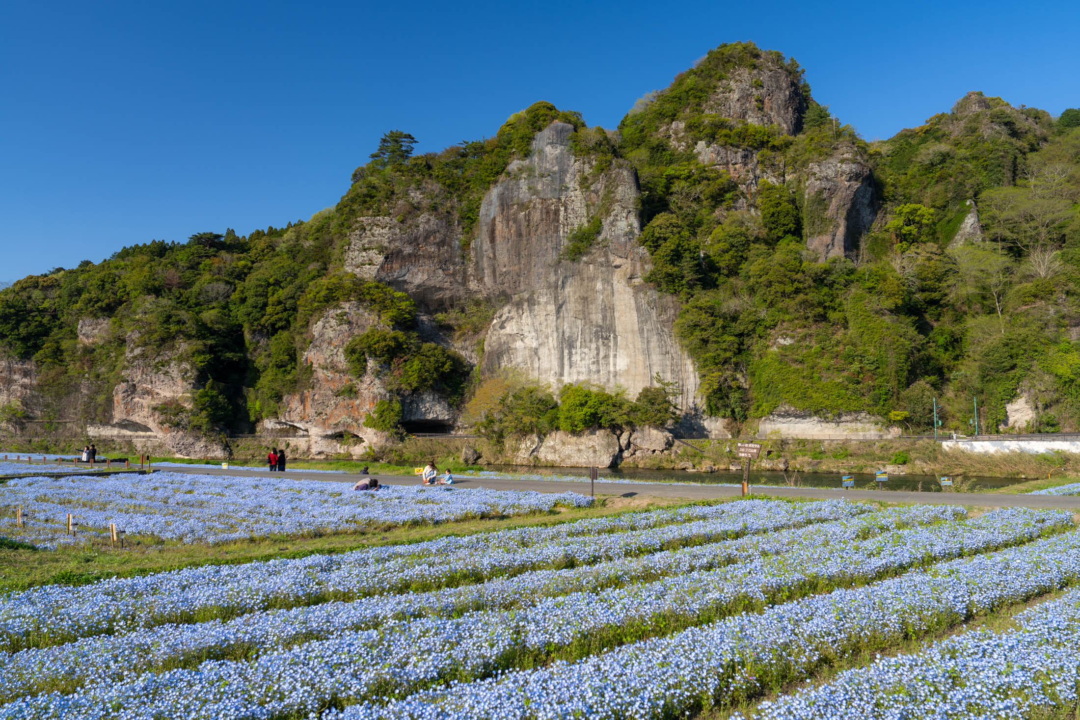 Nemophila
