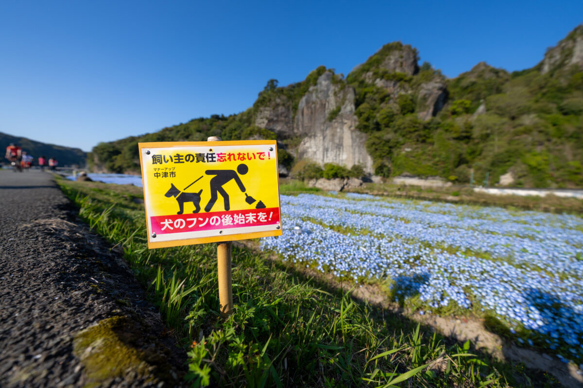 Yabakei riverbank blue flowers with Japanese dog leash warning sign and cliffs