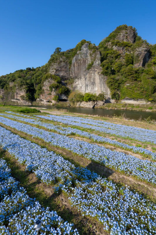 Yabakei blue flower fields beside river with towering green cliffs under clear sky