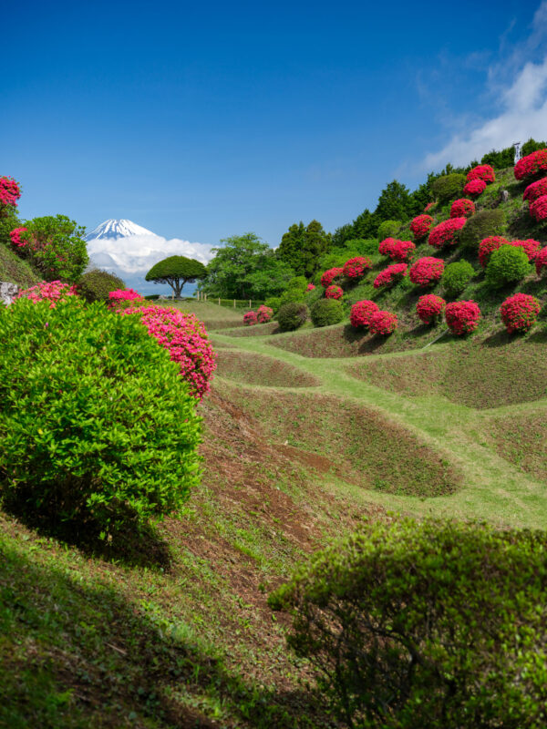 Yamanaka Castle Ruins earthworks with pink azaleas and Mount Fuji in the distance