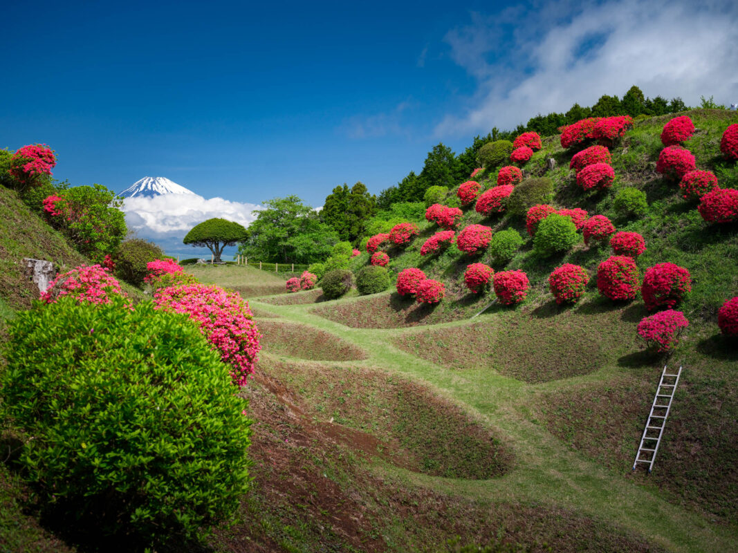 Azalea-covered earthworks and moats at Yamanaka Castle Ruins with Mount Fuji in distance.
