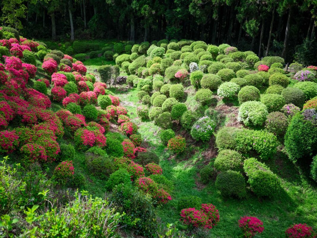 Manicured azalea shrubs on garden slopes at Yamanaka Castle Ruins, Japan