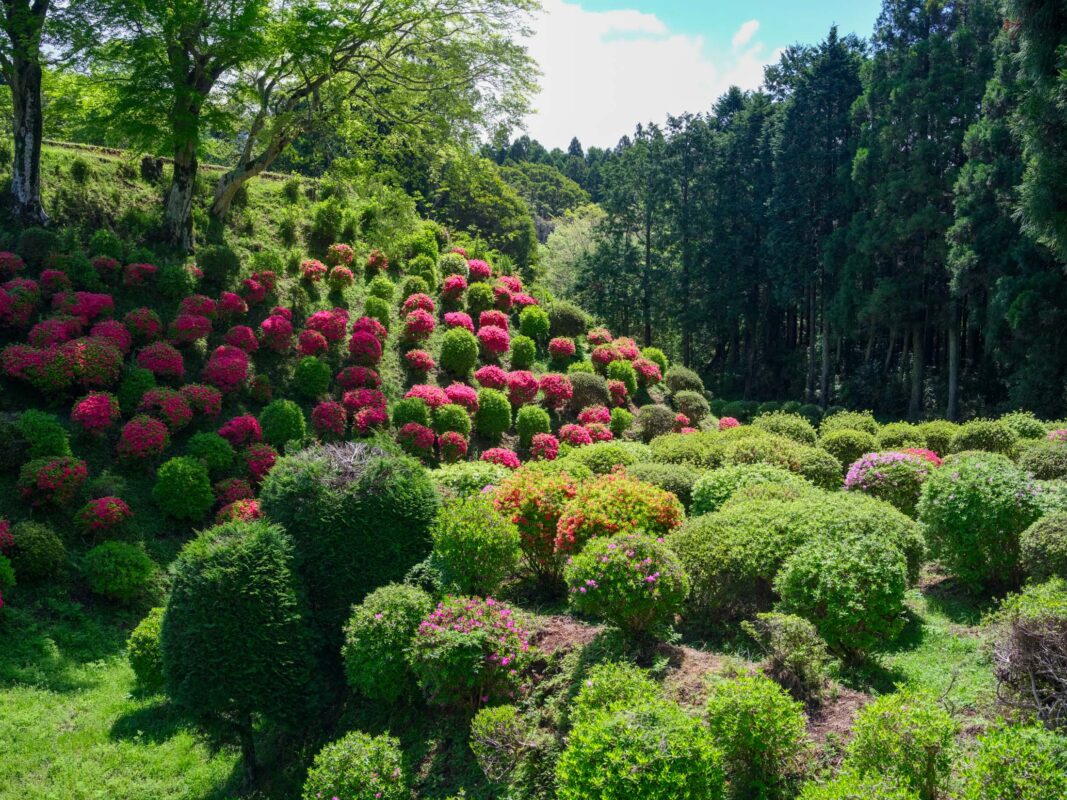 Azalea-covered hills and manicured shrubs at Yamanaka Castle Ruins, Japan