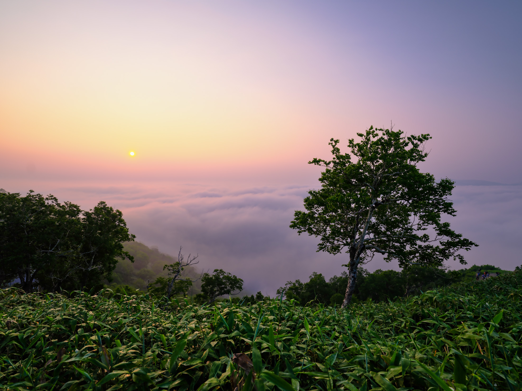 Sunrise at Unkai Terrace above a sea of clouds, misty valleys, and hillside greenery